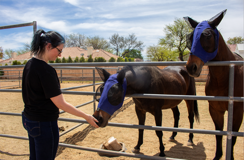 A LAVIDGE volunteer interacts with one of the horses at Hunkapi Farms in Scottsdale, Ariz.